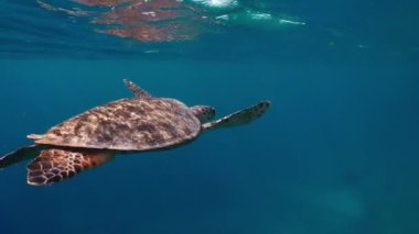 Deniz kaplumbağası yüzey suyunda okyanus dalgalarıyla renkli resiflere karşı. Dalış, dalış ya da serbest dalış sırasında sualtı hayvanlarını ve vahşi yaşamı izlemek. Kaplumbağa açık mavi suda yüzüyor..