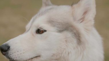 Ağır çekimde beyaz köpek Husky 'nin portresi. Heterokromi renkli gözleri olan bir Husky. Hayvanlar için sevgi kavramı. Köpek sahibine şöyle bir baktı. Husky yaklaş. Sonbahar günlerinde köpeklerle yürümek.