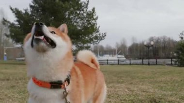 Parkta şakacı bir adamla köpek Shibainu. Mutlu köpek Siba inu oyunu sahibi ile çiftleşir, iyi eğlenceler. Hayvanları eğitme kavramı. Meraklı köpek ağzını açar çimlere doğru koşar, hareket eden kamerayı kovalar, yavaş çekim yapar.
