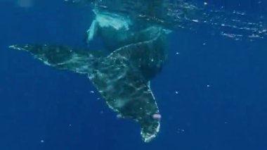 Kambur balina buzağısı yüzücülerle oynuyor. Gopro 7 'ye ateş edildi.