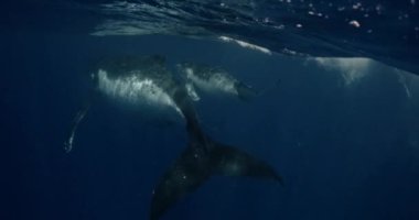 Balina balina kambur balina annesiyle birlikte okyanusun altında yüzüyor. Megaptera Novaeangliae balinası suyun altında. Ham renkte 14 bit ile bir sinema kamerasında çekim