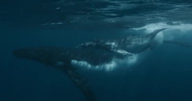 Anne sualtı okyanusu ile kambur balina yavrusunun yakın çekimi. Büyük sakin deniz hayvanlarının aile yaşamının uyumu ve uyumu 14 bit renginde bir sinema kamerasında çekilen görüntüler