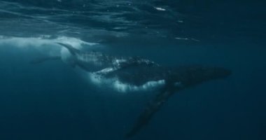 Anne sualtı okyanusu ile kambur balina yavrusunun yakın çekimi. Büyük sakin deniz hayvanlarının aile yaşamının uyumu ve uyumu 14 bit renginde bir sinema kamerasında çekilen görüntüler