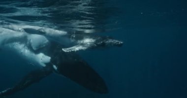 Anne ve Balina Kambur Balina Hint Okyanusu 'na göç ederken. Ham renkte 14 bit ile bir sinema kamerasında çekim