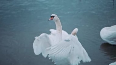 Doğa ve güzellik kavramı. Vahşi yaşam ve hayvan. Beyaz kuğu tüylerini gösteriyor. Suyun üzerinde kanat çırpan zarif kuğu. Birlikte vakit geçiren hoş bir kuş sürüsü. Saflığın sembolü.