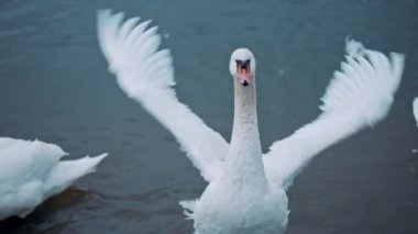 Beyaz kuğu tüylerini gösteriyor. Suyun üzerinde kanat çırpan zarif kuğu. Birlikte vakit geçiren hoş bir kuş sürüsü. Doğa ve güzellik kavramı. Vahşi yaşam ve hayvan. Saflığın sembolü.