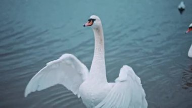 Suda kanat çırpan zarif kuğunun portresi. Zarif kuş ince boynunu çeviriyor ve gölün ve doğanın güzelliğinin tadını çıkarıyor. Zarafet kavramı. Vahşi yaşam ve hayvan. Saflığın sembolü.