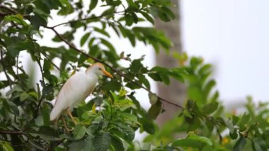 Rüzgarlı bir günde ağaçta oturan görkemli bir balıkçıl. Afrika ormanlarının arka planında güzel bir kuş filme alınıyor. Kuş izleme, vahşi yaşam, kuş bilimi kavramı..
