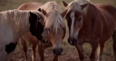 At binmek ve turist yürüyüşü için güzel bir manzara. Atlarla ünlüdür, gün batımında doğada otlar. İnanılmaz renkli safkan hayvanların portresi. Doğa, turizm ve güzellik kavramı