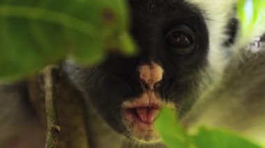 Yaprakların arasından kırmızı kolobus maymun yüzünün yakın portresi. Komik görünümlü bir Afrika primatı kameraya bakıp daha yüksek bir dala tırmanmaya başlıyor. Vahşi yaşam kavramı, safari, vahşi yaşam..