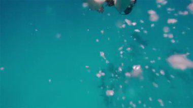 Yunusların yanında dalış yapan bir kızın sualtı çekimi. Maskeli ve dalgıç kıyafetli genç bir kadın yunuslara doğru suyun altında yüzüyor. Deniz suyunun derinliklerinde yüzen memeliler. Doğal çevre kavramı