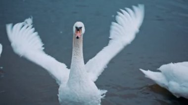 Beyaz kuğu tüylerini gösteriyor. Suyun üzerinde kanat çırpan zarif kuğu. Birlikte vakit geçiren hoş bir kuş sürüsü. Doğa ve güzellik kavramı. Vahşi yaşam ve hayvan. Saflığın sembolü.