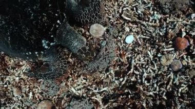 Deniz kaplumbağası yavaşça mavi suda güneş ışığını yiyor. Vahşi doğada şnorkelle yüzmek. Su altında sakin yüzen güzel yeşil kaplumbağa doğayla baş başa. Vahşi doğada tropikal deniz kaplumbağası..