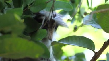 Zanzibar kırmızı kolobus maymunu dikkatlice kameraya bakıyor. Primatların Afrika ormanlarında turistlerle karşılaştıkları komik bir sahne. Vahşi hayattaki egzotik maymunların güzel görüntüsü. Vahşi yaşam kavramı, doğa.