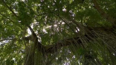 Banyan ağacının sık dalları arasından gökyüzünde güneşin Axel vuruşu. Egzotik ormanlardaki yeşil bitki örtüsünün doğal arka planı. Güneş, birden fazla kök benzeri ağaç dalları arasında ekranda alevler bırakıyor.