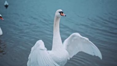 Suda kanat çırpan zarif kuğunun portresi. Zarif kuş ince boynunu çeviriyor ve gölün ve doğanın güzelliğinin tadını çıkarıyor. Zarafet kavramı. Vahşi yaşam ve hayvan. Saflığın sembolü.