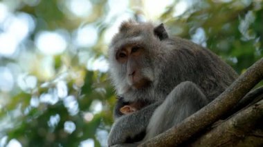 Daldaki şirin maymun portresi kameraya bakıyor. Tatlı maymun yavrusu yağmur ormanlarında liana 'da sallanan meyveleri yiyor. Egzotik ormanda vahşi yaşamın komik bir sahnesi..