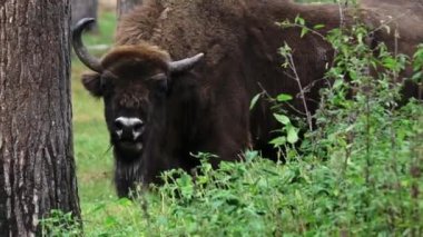 Görkemli bizon vahşi bir ormanda otluyor. Zubr ya da Avrupa bizonu, bizon familyasından bir hayvan türüdür. Avrupa 'daki vahşi boğaların son temsilcisi. Yaşam alanları yaprak döken, kozalaklı.