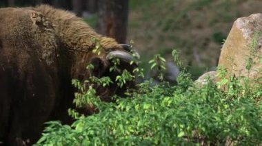 Vahşi bufalo yedekte otluyor. Zubr ya da Avrupa bizonu, bizon familyasından bir hayvan türüdür. Avrupa 'daki vahşi boğaların son temsilcisi. Yaşam alanları yaprak döken, kozalaklı ve...