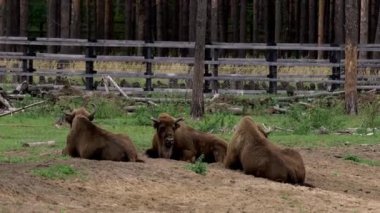 Bizonlar ormanın ortasında güneşleniyor. Zubr ya da Avrupa bizonu, bizon familyasından bir hayvan türüdür. Avrupa 'daki vahşi boğaların son temsilcisi. Yaşam alanları yaprak döken, kozalaklı ve...