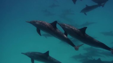 Kızıl Deniz 'deki sevimli yunuslar. Akıllı ve güzel deniz memelileri sualtı evlerinde yüzerler. Mısır 'da Kızıl Deniz' in berrak suları. Şirin, serbest şişe burunlu yunus sürüsü sığ bir resifte yüzüyor..