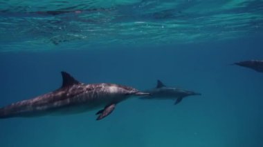 Şirin yunuslar sürüsü. Akıllı ve güzel deniz memelileri sualtı evlerinde yüzerler. Mısır 'da Kızıl Deniz' in berrak suları. Şirin, serbest şişe burunlu yunus sürüsü sığ bir resifte yüzüyor..