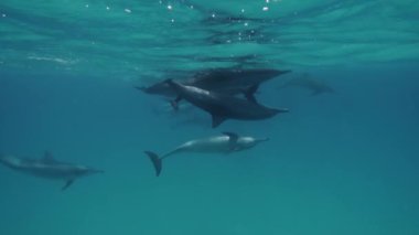 Tatlı yunuslar Kızıl Deniz 'e akın ediyor. Akıllı ve güzel deniz memelileri sualtı evlerinde yüzerler. Mısır 'da Kızıl Deniz' in berrak suları. Şirin, serbest şişe burunlu yunus sürüsü sığ bir resifte yüzüyor..