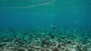 Denizde mercan resiflerini araştıran oldukça serbest bir dalgıç. Serbest dalış, bir insanın nefesini tutarak deniz suyuna daldığı bir spordur. Sualtı dalgıçlığının ekstrem bir türü