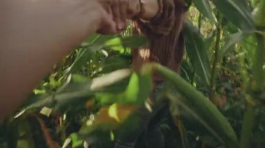 Kahverengi şapkalı sarışının portresi tarlada tarıma öncülük ediyor. Kaygısız genç kadın, erkeğini tarlada ya da çiftlikte sürüklüyor..