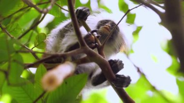 Kırmızı kolobus maymunu ağaçta oturuyor ve siyah yüzünü dinlendiriyor. Afrika hayvanlarıyla safari parkında vahşi yaşam. Zanzibar Tanzanya Bilimsel Seferi, sinema ekipmanlarıyla çekildi. 10 bit 6K