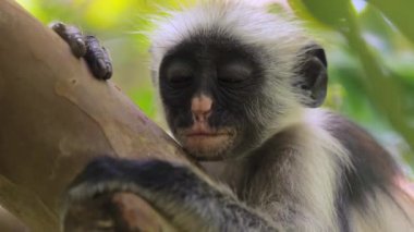 Vahşi kırmızı kolobus maymunu tropikal ormanda dalda oturuyor. Bilimsel bir keşif sırasında, profesyonel sinema ekipmanları, Leica optikleri, 6K.Zanzibar, Tanzanya, Doğu Afrika