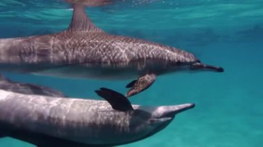 Sevimli yunuslar sevişiyor, çiftleşiyorlar. Akıllı ve güzel deniz memelileri sualtı evlerinde yüzerler. Mısır 'da Kızıl Deniz' in berrak suları. Şirin, serbest şişe burunlu yunus sürüsü sığ bir resifte yüzüyor..