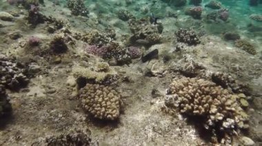 Mercan resiflerinin harika sualtı dünyası. Serbest dalış, bir insanın nefesini tutarak deniz suyuna daldığı bir spordur. Profesyonel olmayan bir sualtı dalgıcı.