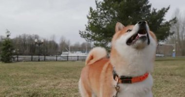 Parkta şakacı bir adamla köpek Shibainu. Mutlu köpek Siba inu oyunu sahibi ile çiftleşir, iyi eğlenceler. Hayvanları eğitme kavramı. Meraklı köpek ağzını açar çimlere doğru koşar, hareket eden kamerayı kovalar, yavaş çekim yapar.
