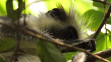 Vahşi kırmızı kolobus maymunu tropikal ormanda dalda oturuyor. Bilimsel bir keşif sırasında, profesyonel sinema ekipmanları, Leica optikleri, 6K.Zanzibar, Tanzanya, Doğu Afrika