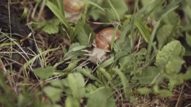 Doğal ortamdaki ya da doğadaki vahşi salyangozlara yakın. Yerde sürünen bir salyangoz ya da dışarıda otlayan bir salyangoz. Salyangoz özü, kozmetik, krem, yüz bakımı, gençleştirme, kaplıca, cilt bakımı.