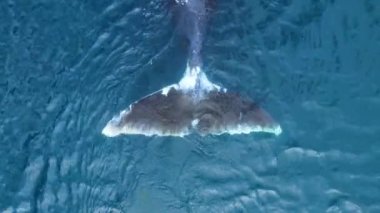 Sakin mavi okyanus suyunda yüzen Bowhead balinasının hikâyesi, bowhead balinalarından oluşan bir kapsülün havadan görünüşü. Balina ormanın yakınındaki Shantar adalarında Balinaların göç edişini izliyor. 6K küçültme