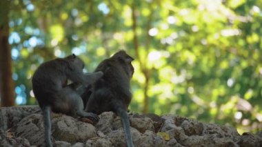 Daldaki şirin maymun portresi kameraya bakıyor. Tatlı maymun yavrusu yağmur ormanlarında liana 'da sallanan meyveleri yiyor. Egzotik ormanda vahşi yaşamın komik bir sahnesi..
