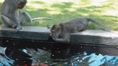 Daldaki şirin maymun portresi kameraya bakıyor. Tatlı maymun yavrusu yağmur ormanlarında liana 'da sallanan meyveleri yiyor. Egzotik ormanda vahşi yaşamın komik bir sahnesi..
