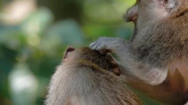 Daldaki şirin maymun portresi kameraya bakıyor. Tatlı maymun yavrusu yağmur ormanlarında liana 'da sallanan meyveleri yiyor. Egzotik ormanda vahşi yaşamın komik bir sahnesi..