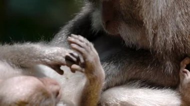 Daldaki şirin maymun portresi kameraya bakıyor. Tatlı maymun yavrusu yağmur ormanlarında liana 'da sallanan meyveleri yiyor. Egzotik ormanda vahşi yaşamın komik bir sahnesi..
