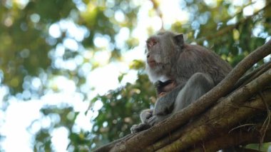 Daldaki şirin maymun portresi kameraya bakıyor. Tatlı maymun yavrusu yağmur ormanlarında liana 'da sallanan meyveleri yiyor. Egzotik ormanda vahşi yaşamın komik bir sahnesi..