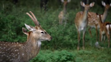 Lider geyik ve ailesi ormanda. Roe geyiği, capreolus capreolus, ceylan besleniyor ve sabahın erken saatlerinde sisli çayırlara bakıyor. Bilgisi olmayan, samanlıkta otlayan turuncu kürklü vahşi bir hayvan.