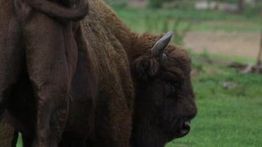 Bizon yaz ormanındaki bir taşta kaşınıyor. Zubr ya da Avrupa bizonu, bizon familyasından bir hayvan türüdür. Avrupa 'daki vahşi boğaların son temsilcisi. Yaşam alanları yaprak döker.