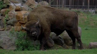 Yedekteki kayalarda bizon kaşınır. Zubr ya da Avrupa bizonu, bizon familyasından bir hayvan türüdür. Avrupa 'daki vahşi boğaların son temsilcisi. Yaşam alanları yaprak döken, kozalaklı ve...