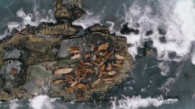 Dalgakıran kayaları işgal eden yalancı ve dinlenen deniz aslanları sürüsünün kuş bakışı görüntüsü. Vahşi hayvanlar, Doğu Denizi ya da Pasifik Sahili açıklarında güneşleniyor ve okyanus dalgaları içinde yüzüyorlar. Ekstrem tur.