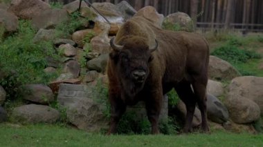 Bizon kameraya bakıyor ve çayırda duruyor. Zubr ya da Avrupa bizonu, bizon familyasından bir hayvan türüdür. Avrupa 'daki vahşi boğaların son temsilcisi. Yaşam alanları...