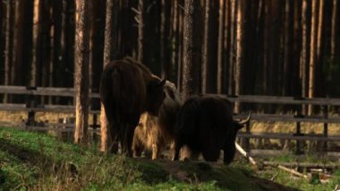 Ulusal bir parkta birkaç bufalo ve öküz otluyor.