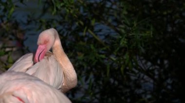 Etrafa bakan güzel flamingo sürüsü