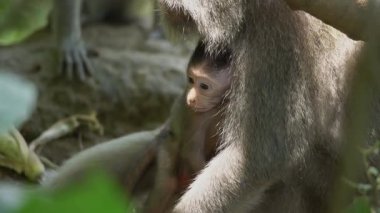 Daldaki şirin maymun portresi kameraya bakıyor. Tatlı maymun yavrusu yağmur ormanlarında liana 'da sallanan meyveleri yiyor. Egzotik ormanda vahşi yaşamın komik bir sahnesi..